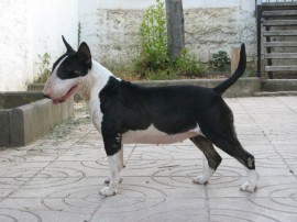 Rihanna de Castillo de Luna (Pearlmar Red Rum X Antoma bull de Moligonbull)